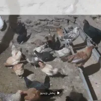 مرغ گلین ومحلی|حیوانات مزرعه|کلاترزان, |دیوار