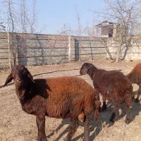 دو عدد بره نر قوچی افشار جنس بالا 5ماهه|حیوانات مزرعه|تاتار علیا, |دیوار