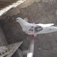 کفتر نروماده