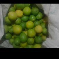 لیمو ترش تازه ابدار