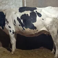 گاو گوساله