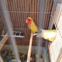 طوطی برزیلی|پرنده|بندر کنگان, |دیوار