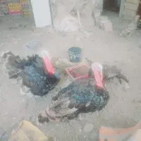 بوقلمون