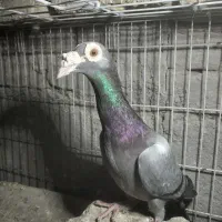 ماده سبز کاریر 3میلیون   ماده مولمنز  1800|پرنده|تربت‌حیدریه, بالا ولایت|دیوار