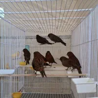 قناری نر و ماده آماده به جفت اورجینال