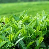 چای قلم بهاره لاهیجان|خوردنی و آشامیدنی|تهران, شمشیری|دیوار