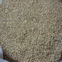 فروش بذر گندم نژاد میهن|لوازم جانبی حیوانات|خرمدره, |دیوار