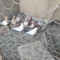 چند عدد کبوتر فروشی|پرنده|میانه, |دیوار