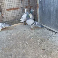 چهار تا نر قلدر و ضمانتی‌باسه‌تا‌جوجه‌|پرنده|تربت‌حیدریه, رضاشهر|دیوار