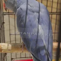 پرنده طوطی ملنگو ویولت