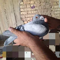 جفتپلاکیدلبر|پرنده|رونیز, |دیوار