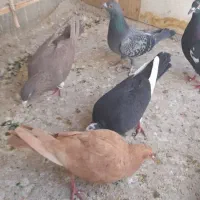 کفتر پرشی وجفتی|پرنده|قزوین, |دیوار