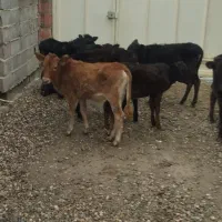8تا گوساله ماده