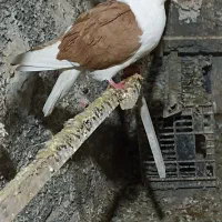 کفتر|پرنده|پیشوا, |دیوار