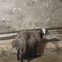 بره ماده مهربانی
