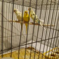 عروس هلندی|پرنده|قم, سالاریه|دیوار