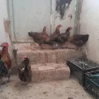 باسلام مرغ گلین  همه مدل