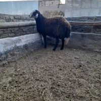 بره بذری تیزران وبزجوان|حیوانات مزرعه|نیشابور, ریوند|دیوار