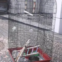 قفس پرنده