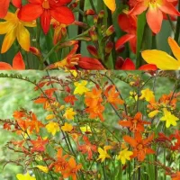 گلهای پیازی