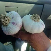 سلام و عرض ادب سیر درجه یک مخصوص بذری بدون قارچ