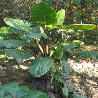 گل بابا آدم