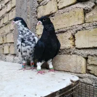 کفتر شهری یال، ، دمبی|پرنده|شیراز, شهرک فرزانگان|دیوار