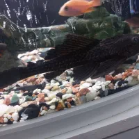 ماهی آکواریومی لجنخوار|ماهی|رشت, فرزانه|دیوار