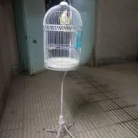 عروس هلندی|پرنده|سبزوار, شهرک جهاد|دیوار