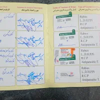 گربه اسکاتیش نر|گربه|اردبیل, |دیوار