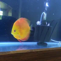 دیسکس اور سایز ++AA|ماهی|تهران, گمرک|دیوار