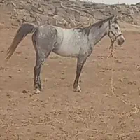 فروش مادیون و کر مادیون ماده