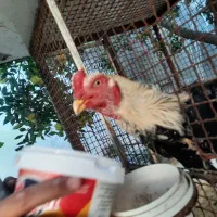 فروش سه عددمرغودوعددخروس نژاد دار لاری|حیوانات مزرعه|امیرکلا, |دیوار