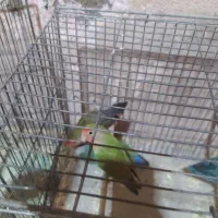 عروس هلندی .قناری .طوطی برزیلی