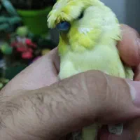 مرغ عشق|پرنده|زنجان, |دیوار