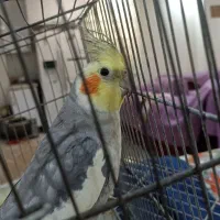 دوتا عروس خوشگل اهلی|پرنده|تهران, امیریه|دیوار