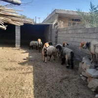 میش بختیاری|حیوانات مزرعه|شوشتر, |دیوار