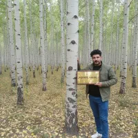 تا اتمام موجودی نـهال صـنــوبر با تخفیف شگفت‌انگیز|خدمات باغبانی و درختکاری|فسا, |دیوار