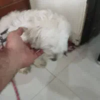 سگ گمشده|حیوانات|اهواز, کوروش|دیوار