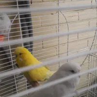 پرنده مرغ عشق انگلیسی|پرنده|اندیشه, اندیشه فاز ۳|دیوار