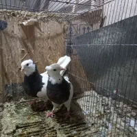 کبوتر طوقی سیاه|پرنده|قم, نیروگاه|دیوار