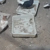 دم سفید اشعل