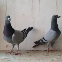 پلاکی نمونه|پرنده|برازجان, |دیوار