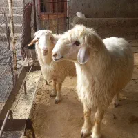 قوچ فروشی