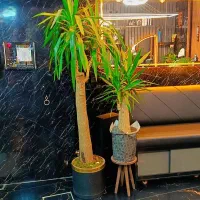 فروش درختچه یوکا