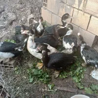 اردک اسرائیلی نود روزه و یکونیم ساله