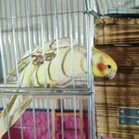 عروس هلندی مولد|پرنده|شیراز, آزادی|دیوار