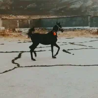 کره مادیان مشکی خوش فرم سر و دمگیر