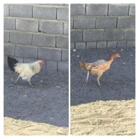 مرغ چابهاری و خروس دو رگه