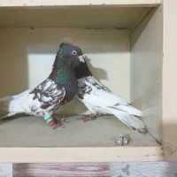 کله سرخ|پرنده|مشهد, خلق آباد سفلی|دیوار